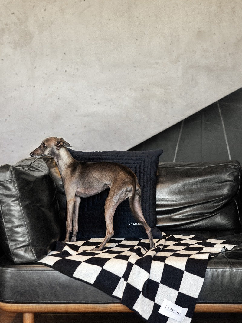 Koc Lungo Dog